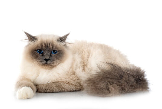 Discover the Allure of Birmanie Cats: From their Appearance to Adoption