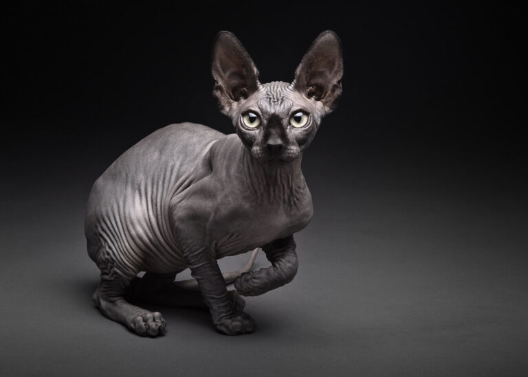 Sphynx Cats: Exploring the Hairless Wonders of the Feline World