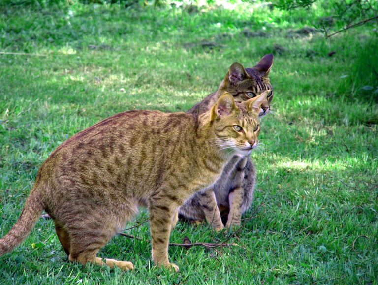 Discovering the Ocicat Breed: From History to Care Tips, Everything You Need to Know