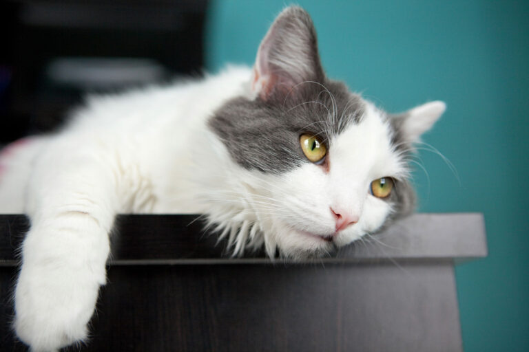 Understanding Osteoarthritis in Cats: Symptoms, Treatment, and Prevention