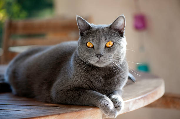 Chartreux Cats: Discover the Enigmatic History and Irresistible Charm of this French Breed