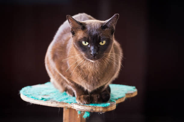The Complete Burmese Cat Guide: From Personality to Adoption