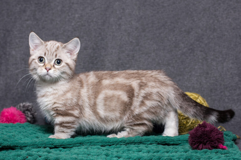 Unveiling the Allure of Munchkin Cats: Exploring Their Personality, Appearance, and Adoption