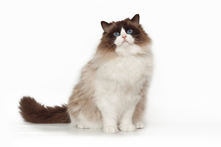 Ragdoll Cats: Discovering the Gentle Giants with Captivating Personalities and Stunning Appearance