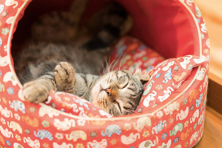 The Truth Behind Cat Snoring: Causes, Risks, and How to Help